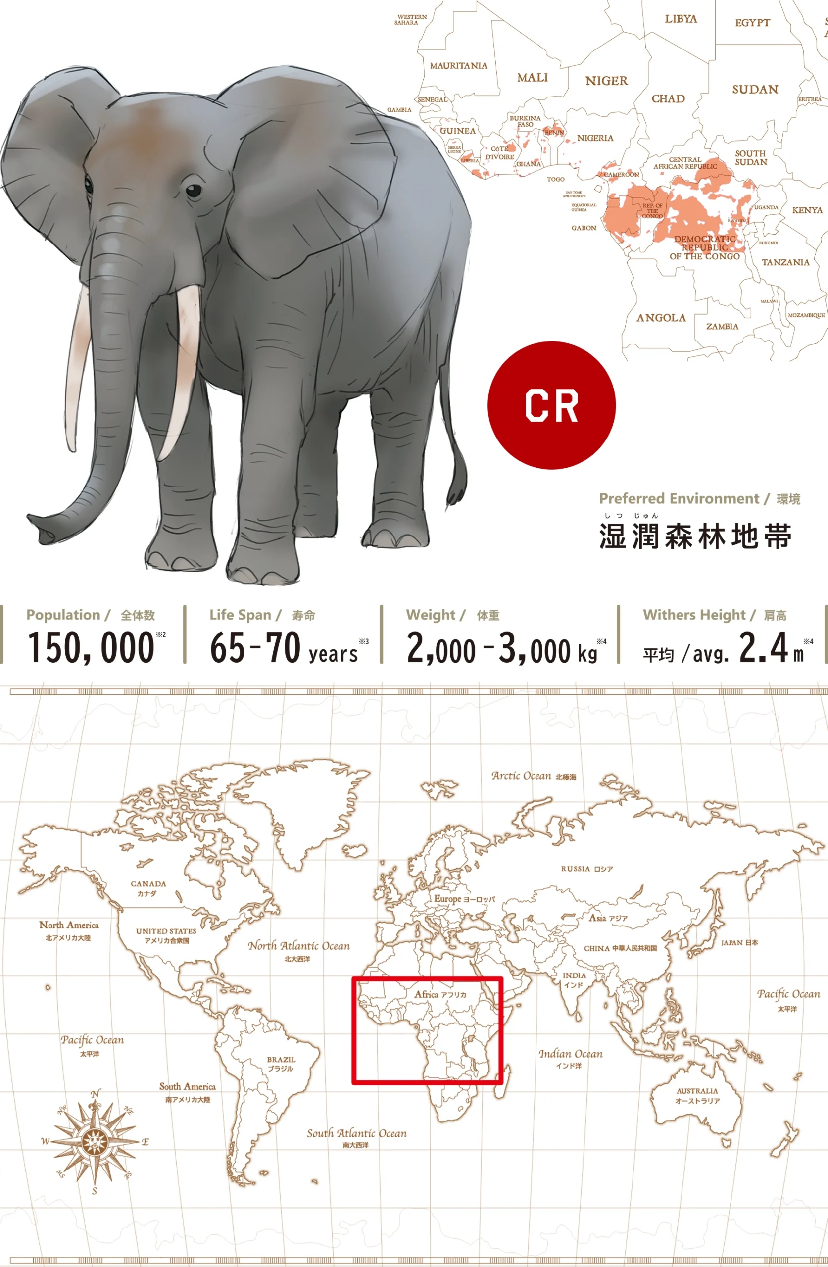 アフリカマルミミゾウAfrican Forest Elephant