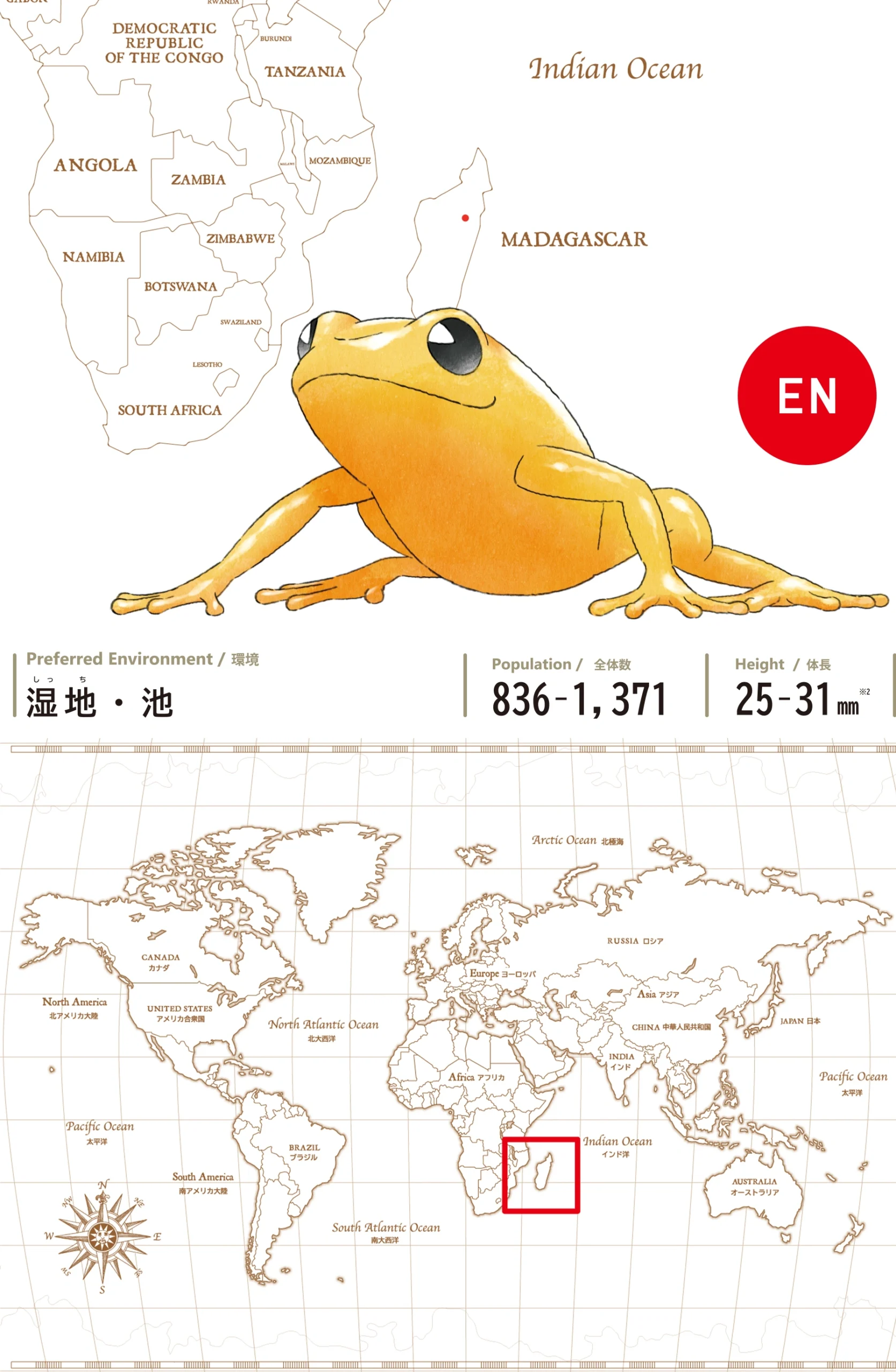 キンイロアデガエルGolden Mantella