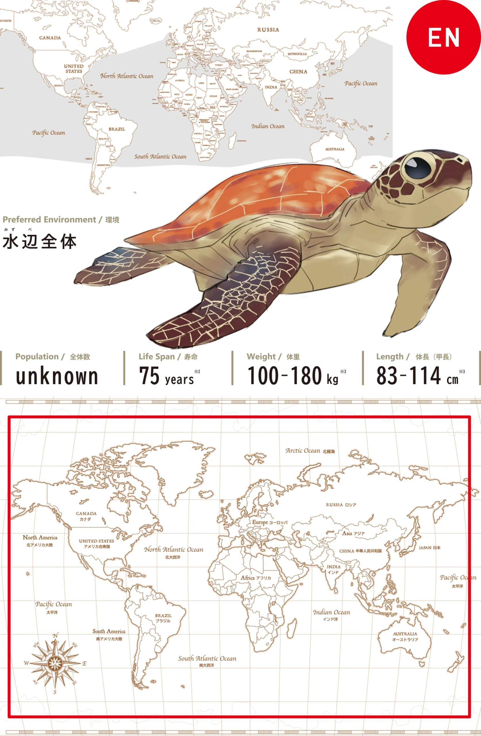 アオウミガメGreen Turtle
