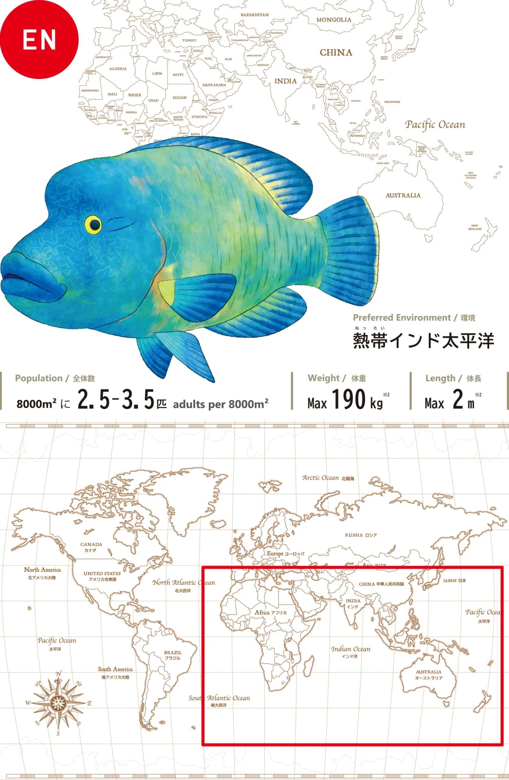 ナポレオンフィッシュHumphead wrasse