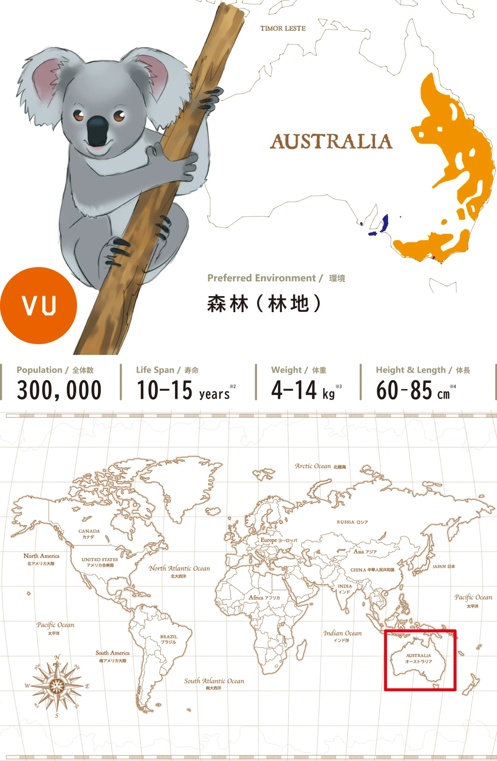 コアラKoala