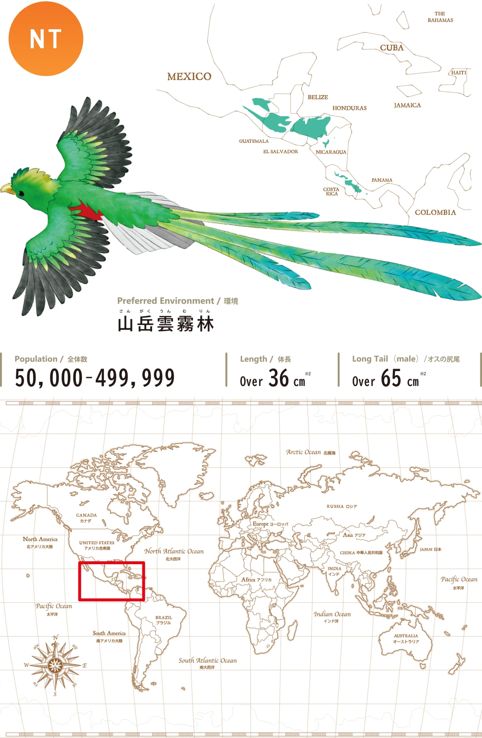 ケツァールResplendent Quetzal