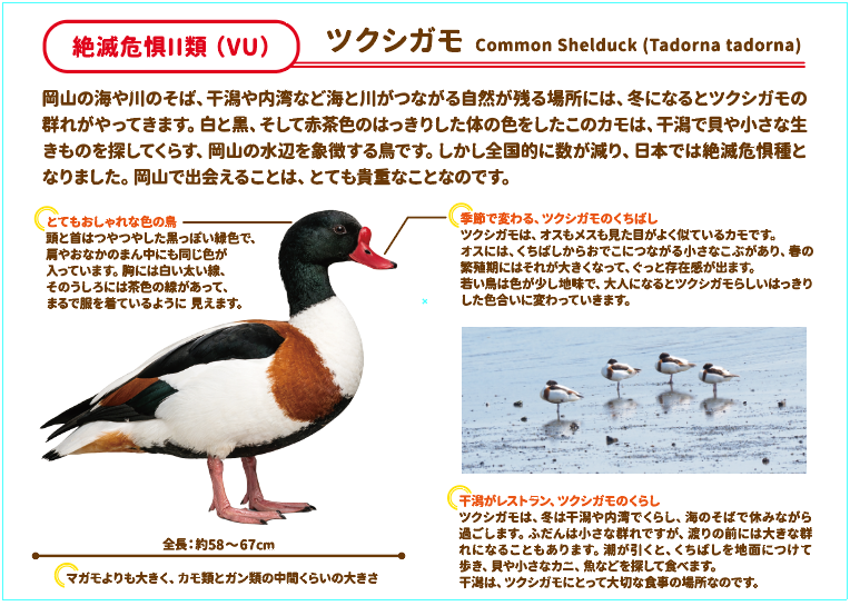ツクシガモの紹介パネル