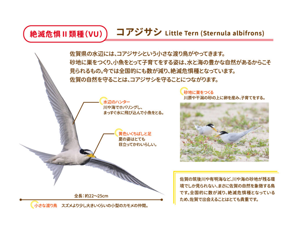 コアジサシの紹介パネル