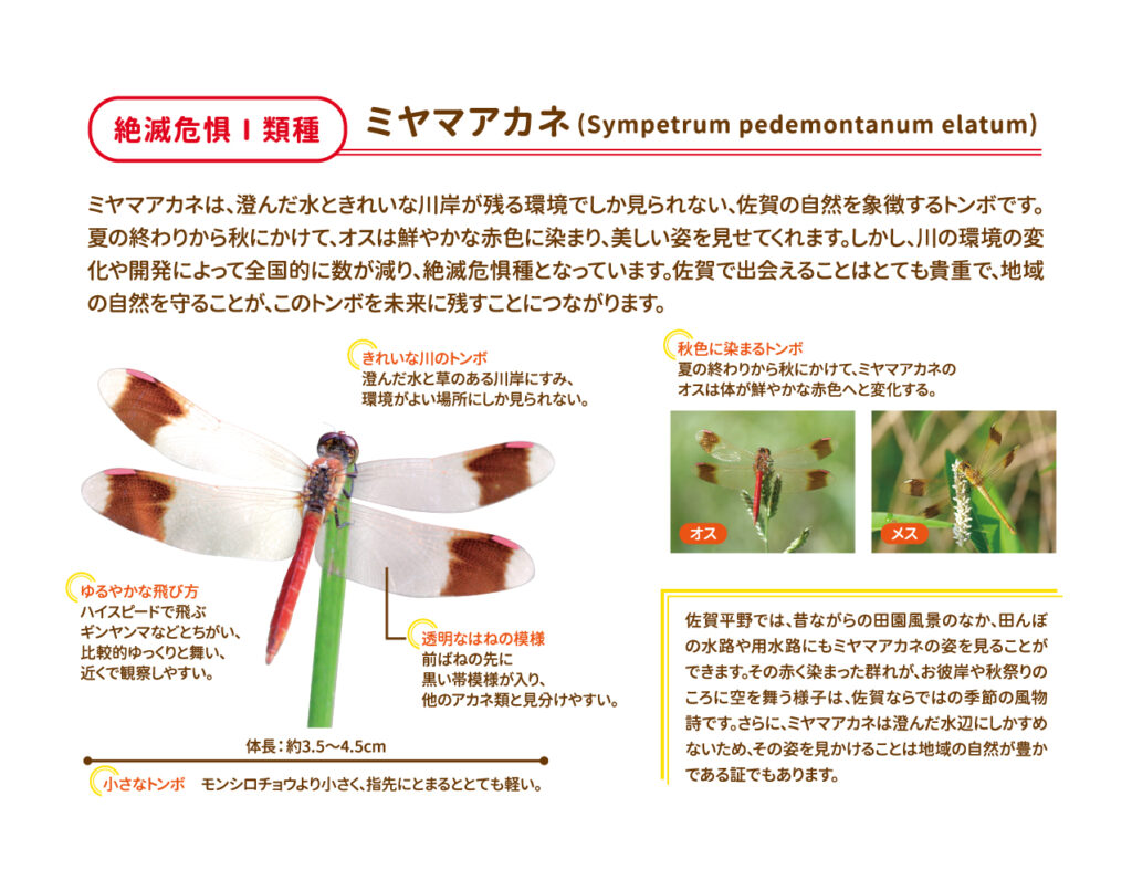 ミヤマアカネの紹介パネル